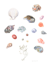 Load image into Gallery viewer, Cape Shells Limited Edition Print