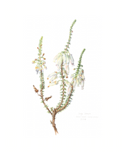 Load image into Gallery viewer, Erica baueri White Limited Edition Print