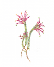 Load image into Gallery viewer, Erica fascicularis Limited Edition Print