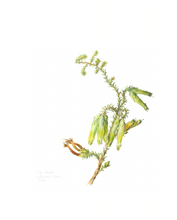 Load image into Gallery viewer, Erica viridiflora Limited Edition Print