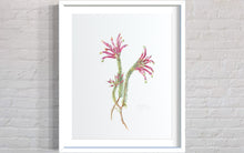Load image into Gallery viewer, Erica fascicularis Limited Edition Print