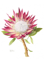 Load image into Gallery viewer, Protea cyneroides "Madiba" Limited Edition Print