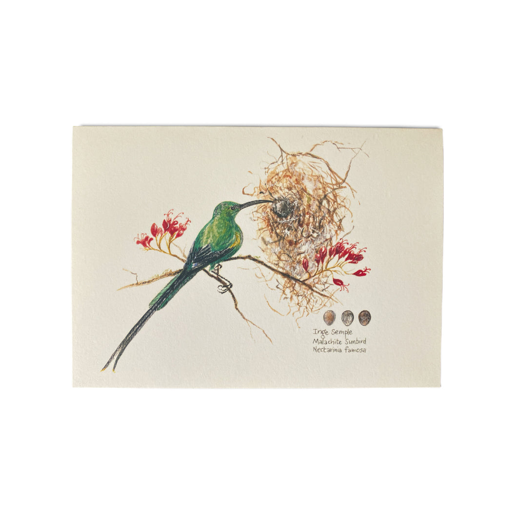 Malachite Sunbird Card
