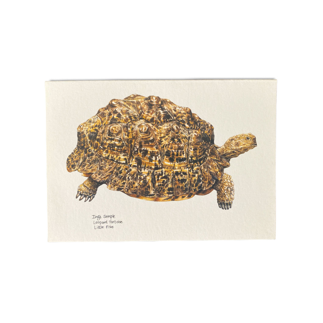 Leopard Tortoise Card