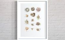 Load image into Gallery viewer, Cape Nests Limited Edition Print
