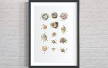 Load image into Gallery viewer, Cape Nests Limited Edition Print
