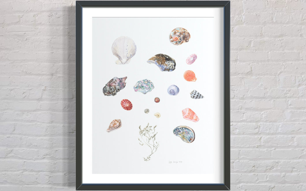 Cape Shells Limited Edition Print