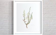 Load image into Gallery viewer, Erica baueri White Limited Edition Print
