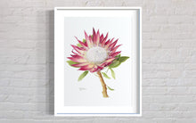 Load image into Gallery viewer, Protea cyneroides &quot;Madiba&quot; Limited Edition Print
