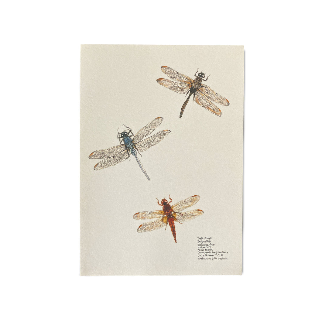 Dragonflies Card