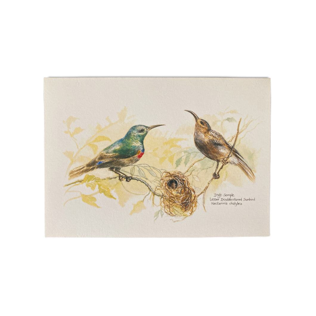 Lesser Doublecollared Sunbird Card