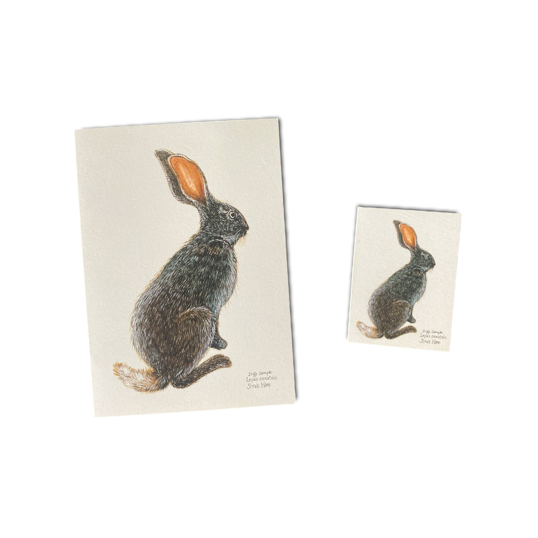 Scrub Hare Card