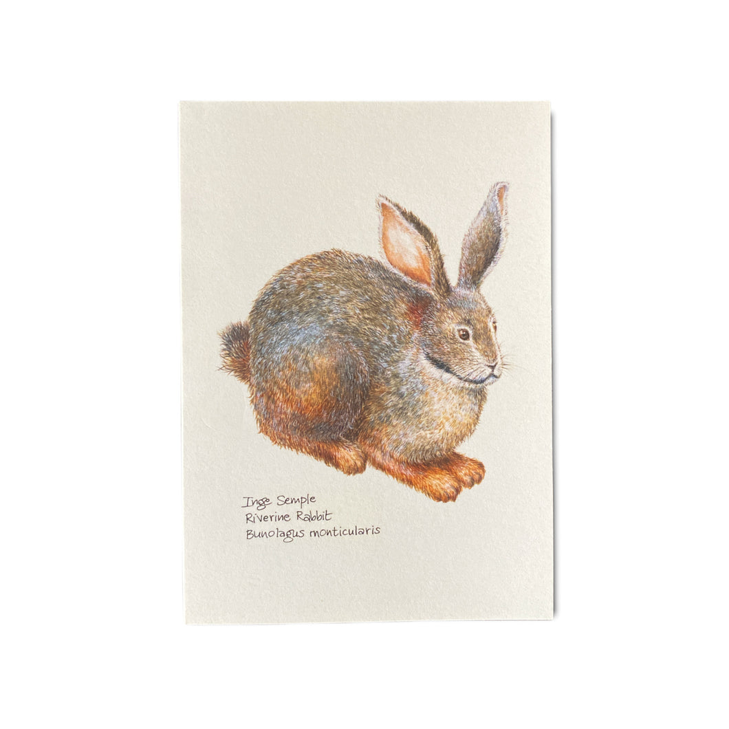 Riverine Rabbit Card
