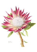 Load image into Gallery viewer, Protea cyneroides &quot;Madiba&quot; Limited Edition Print
