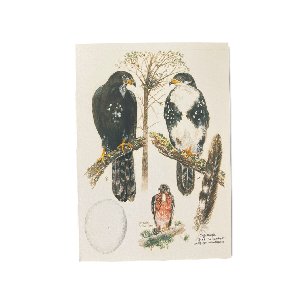 Black Sparrowhawk Card
