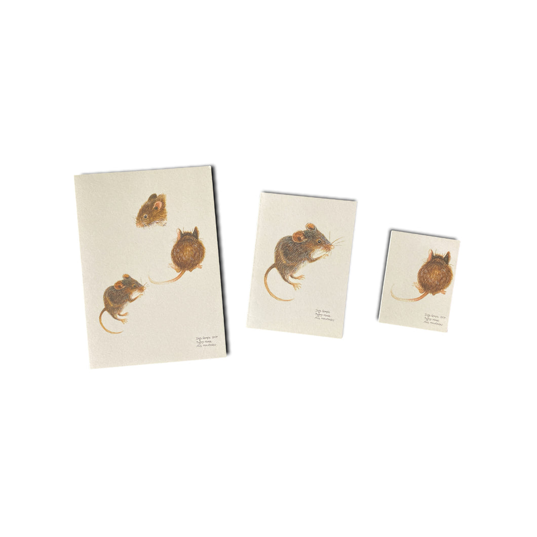 Pygmy Mouse Card