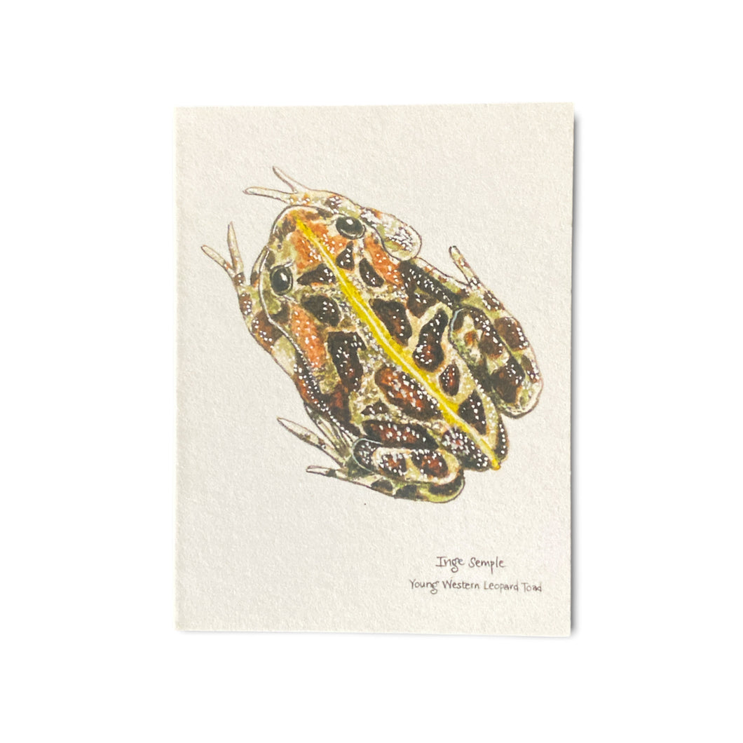 Western Leopard Toad Card